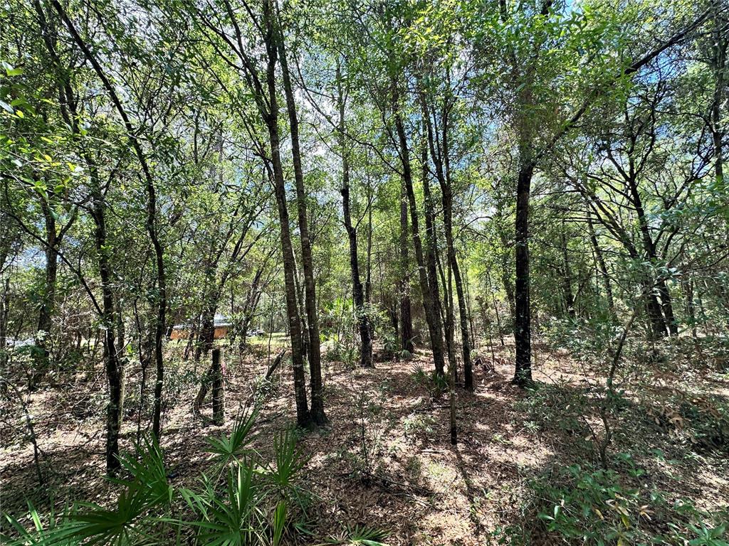A wooded lot with many tall trees and scattered low-lying vegetation — 13070 NE 78TH PLACE, BRONSON, FL
