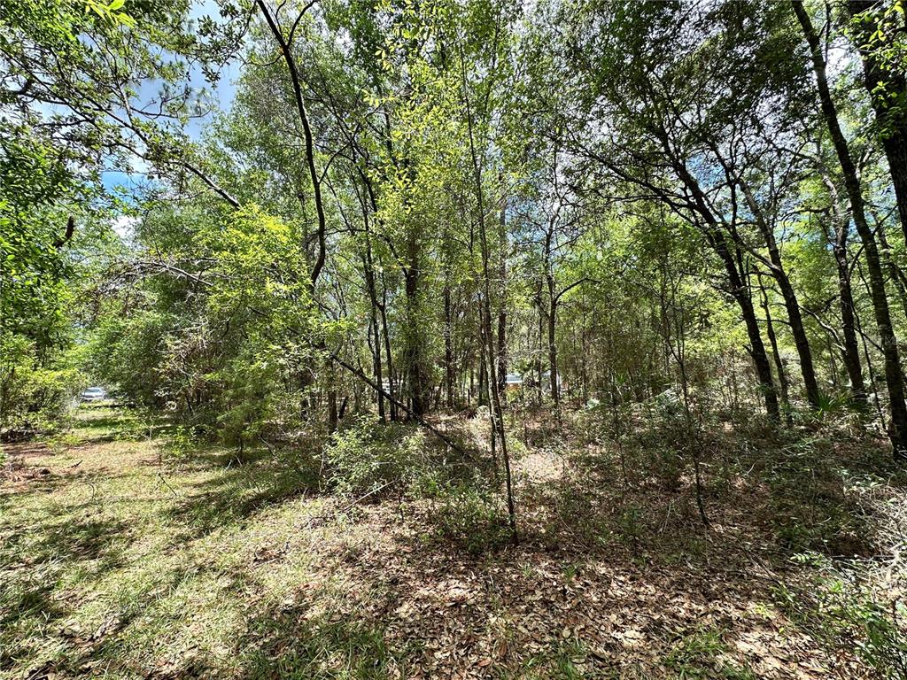 A wooded lot with dense trees and underbrush under a bright, sunny sky — 13070 NE 78TH PLACE, BRONSON, FL