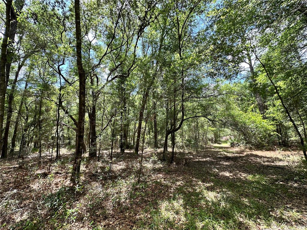 A wooded lot with dense trees and a clearing covered in fallen leaves — 13070 NE 78TH PLACE, BRONSON, FL