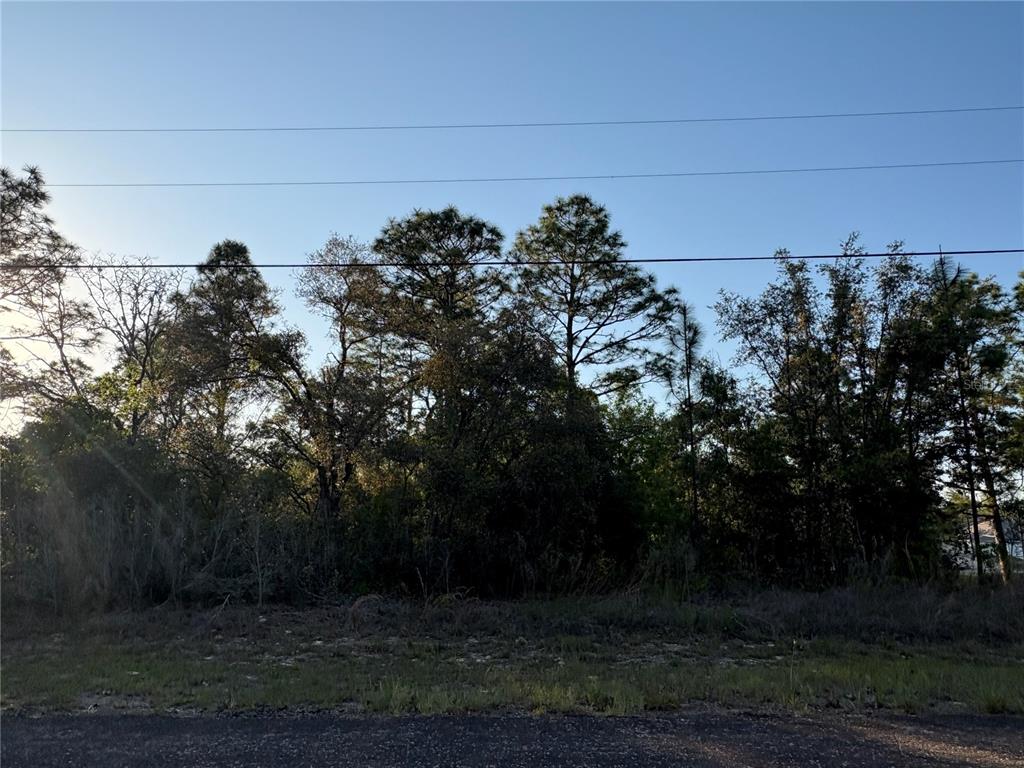 A wooded lot with tall pine trees and native vegetation under a clear blue sky — 9172 N MARCUS WAY, CITRUS SPRINGS, FL