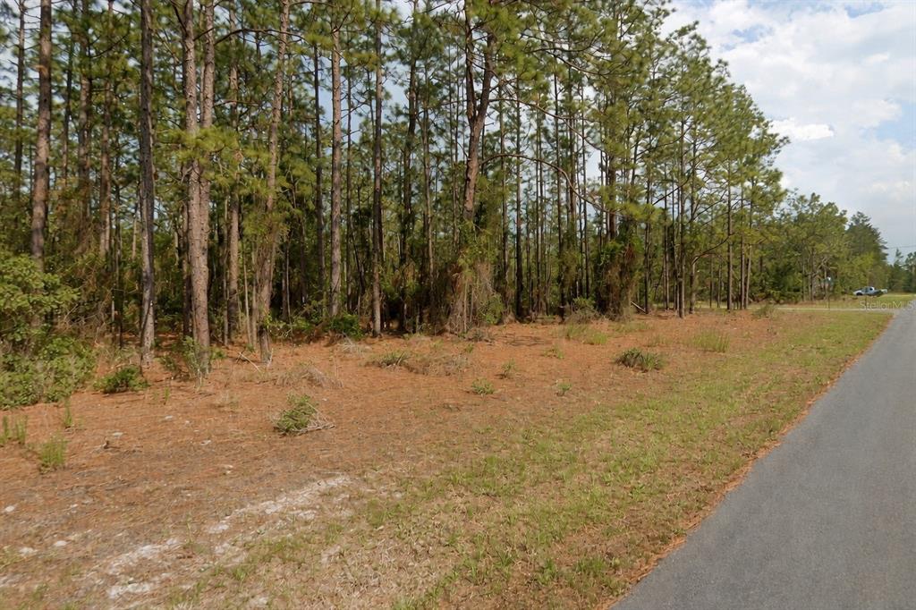 A vacant, wooded lot sits adjacent to a paved road under a cloudy sky — 11033 N TRIGGER TERRACE, CITRUS SPRINGS, FL