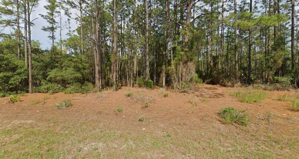 A vacant, wooded lot covered in pine needles and surrounded by tall pine trees — 11033 N TRIGGER TERRACE, CITRUS SPRINGS, FL