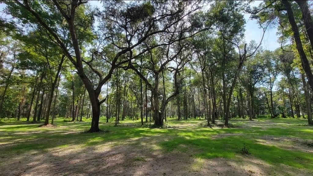 A grassy, sunlit clearing is surrounded by a dense forest of mature, tall trees — 16545 NW 128TH TERRACE, REDDICK, FL