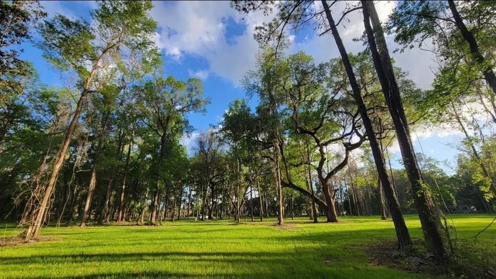 A grassy, sunlit clearing is surrounded by tall, mature trees under a blue sky — 16545 NW 128TH TERRACE, REDDICK, FL