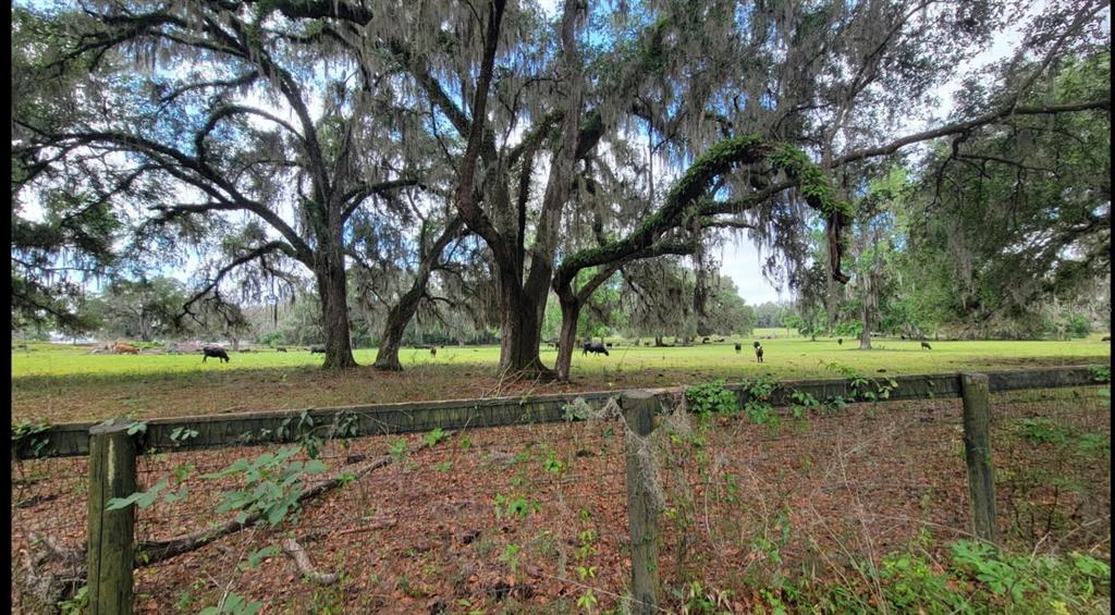 A wire fence borders a grassy pasture with grazing cattle under large, moss-draped oak trees — 16545 NW 128TH TERRACE, REDDICK, FL