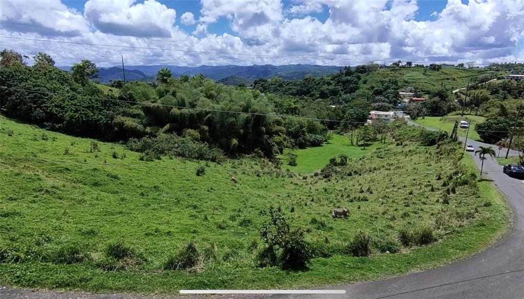 A grassy, sloping hillside with scattered trees and grazing cattle overlooks a distant mountain range — PR 749 KM 0.2 LOT 3 QUEBRADA GRANDE WD, BARRANQUITAS, PR