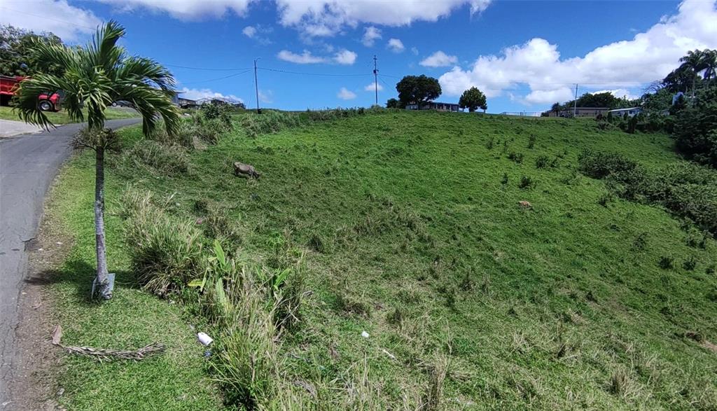 A grassy, sloped vacant lot sits next to a paved road with a palm tree — PR 749 KM 0.2 LOT 3 QUEBRADA GRANDE WD, BARRANQUITAS, PR