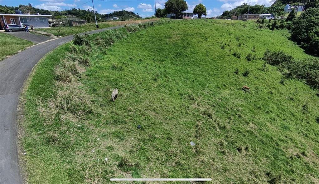 A grassy, sloped lot sits next to a paved road with two animals grazing — PR 749 KM 0.2 LOT 3 QUEBRADA GRANDE WD, BARRANQUITAS, PR