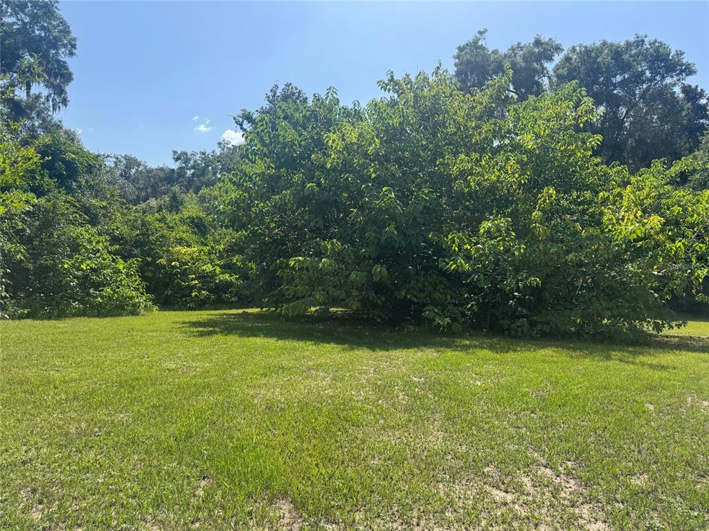 A grassy, open lot is bordered by dense trees and thick vegetation under a blue sky — 4650 SW 36 STREET, OCALA, FL