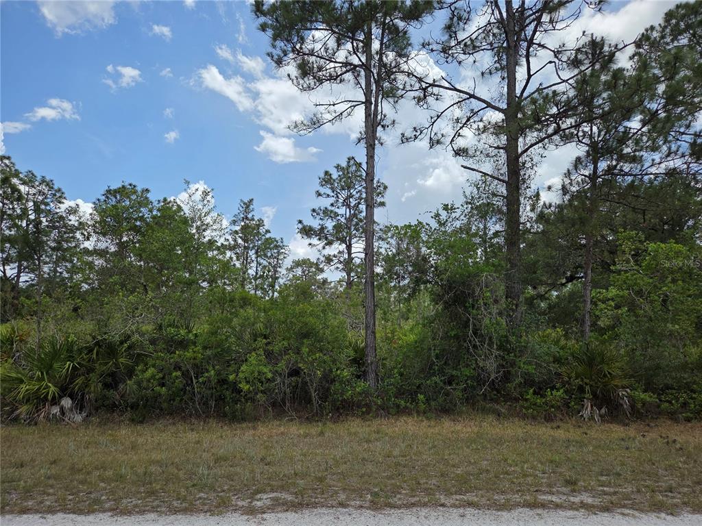 A view of a wooded, undeveloped lot with tall pine trees and dense underbrush — 915 LAGUNA DR, INDIAN LAKE ESTATES, FL