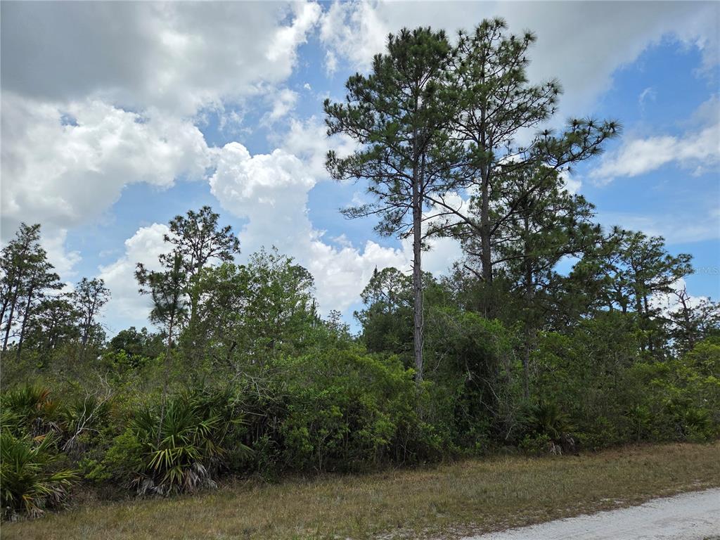 A dirt road borders a wooded lot with tall pine trees and dense undergrowth — 915 LAGUNA DR, INDIAN LAKE ESTATES, FL