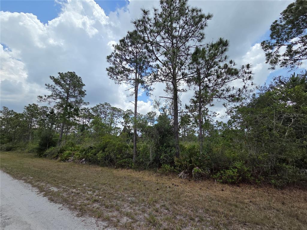 A dirt road runs alongside a wooded lot with tall pine trees and dense undergrowth — 915 LAGUNA DR, INDIAN LAKE ESTATES, FL