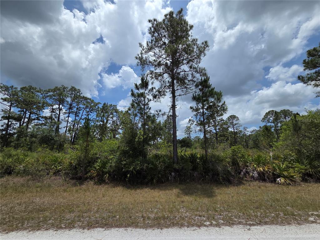 A grassy roadside leads to a wooded lot filled with pine trees and low-lying vegetation — 915 LAGUNA DR, INDIAN LAKE ESTATES, FL
