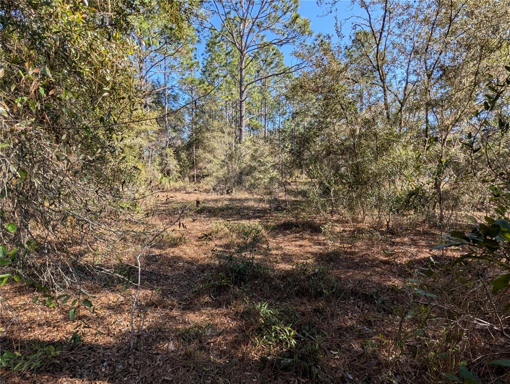 A wooded lot with pine trees and low-lying brush under a clear blue sky — SW SOUNDVIEW DRIVE, DUNNELLON, FL