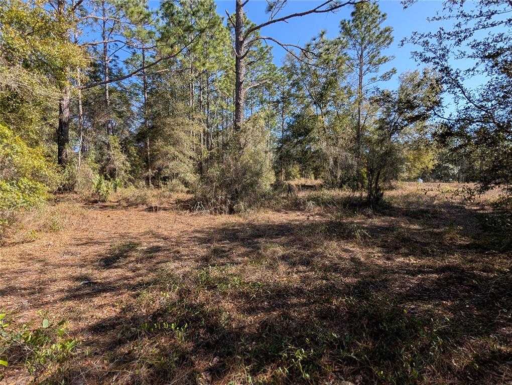 A wooded, undeveloped lot features scattered brush and tall pine trees under a clear sky — SW SOUNDVIEW DRIVE, DUNNELLON, FL