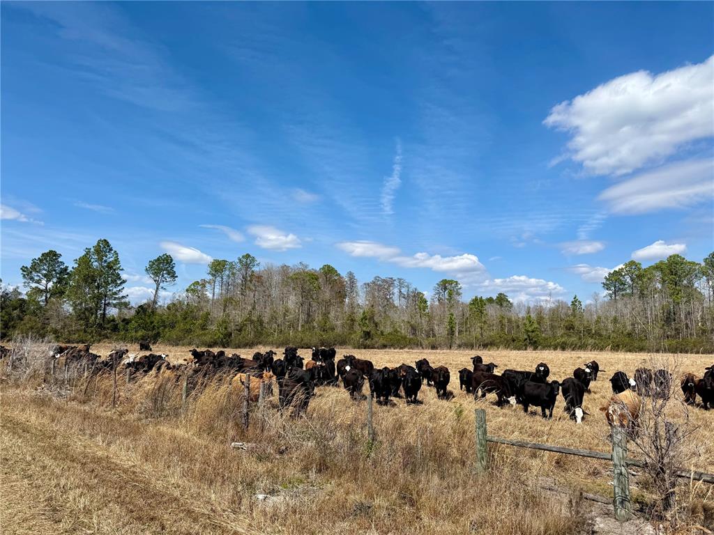 A herd of cattle grazes in a dry, grassy field bordered by a wire fence — 5656 NE US HIGHWAY 27, CHIEFLAND, FL