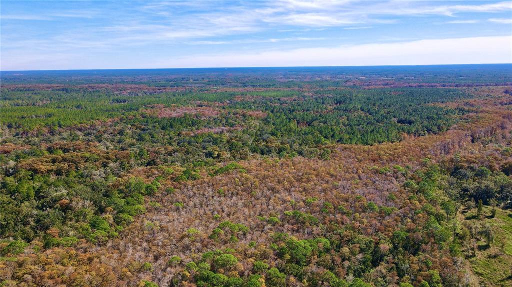 An aerial view shows a vast, dense forest with patches of green and brown trees — 5656 NE US HIGHWAY 27, CHIEFLAND, FL