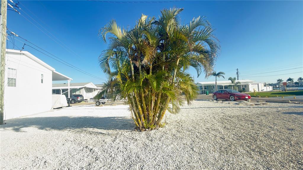 A large palm tree stands in a gravel yard in front of white mobile homes — 2858 TRINIDAD WAY, PALMETTO, FL