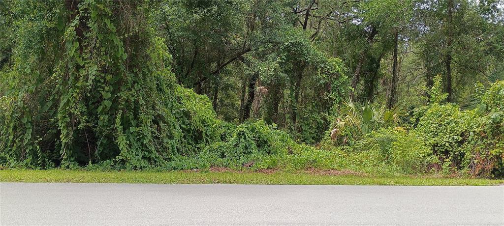 A dense, overgrown wooded lot sits behind a paved road — 1876 BLACKWELDER ROAD, DE LEON SPRINGS, FL