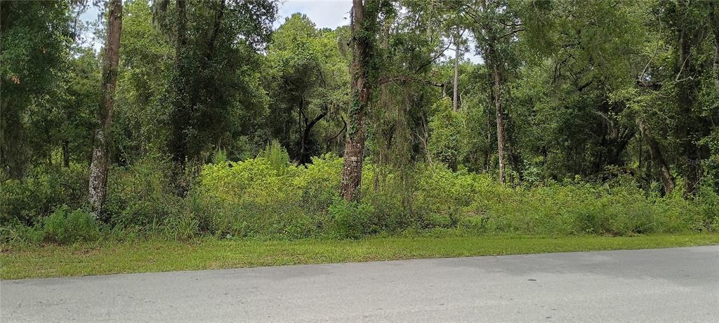 A paved road runs in front of a wooded, undeveloped lot with dense green vegetation — 1876 BLACKWELDER ROAD, DE LEON SPRINGS, FL