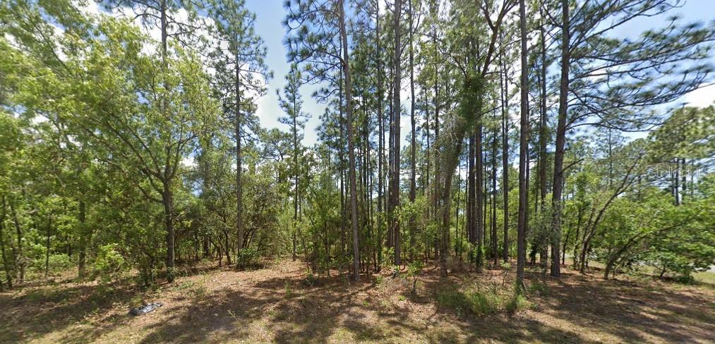 A wooded lot filled with tall pine trees and low-lying brush under a blue sky — 3662 W GALTONIA LANE, CITRUS SPRINGS, FL