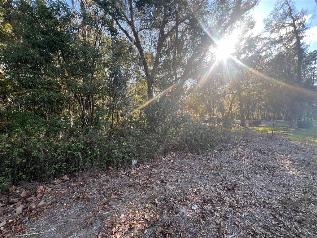 A wooded, undeveloped lot with scattered leaves and sunlight filtering through the trees — NE 14TH STREET, OCALA, FL