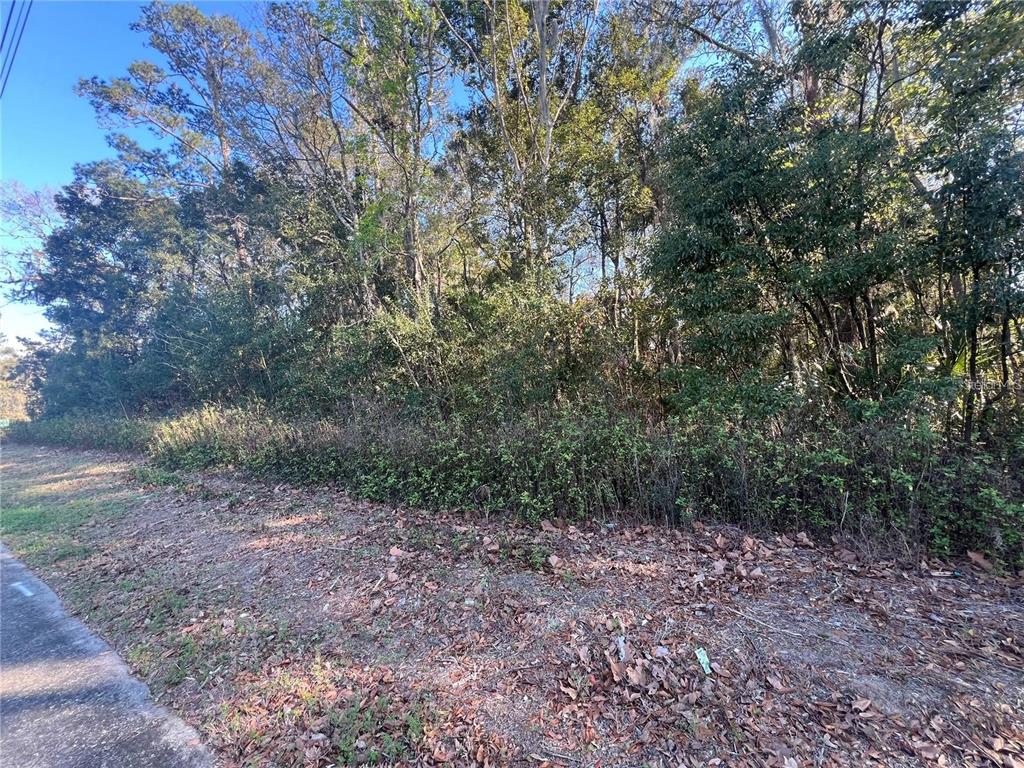 A view of a densely wooded, undeveloped residential lot next to a paved road — NE 14TH STREET, OCALA, FL