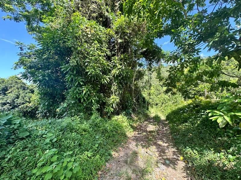 A dirt path leads into a dense, lush green forest under a clear blue sky — Road PR-140 km 34.2 BARRIO DON ALONSO, UTUADO, PR