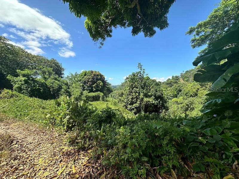 A view of a lush, green hillside landscape under a clear blue sky — Road PR-140 km 34.2 BARRIO DON ALONSO, UTUADO, PR