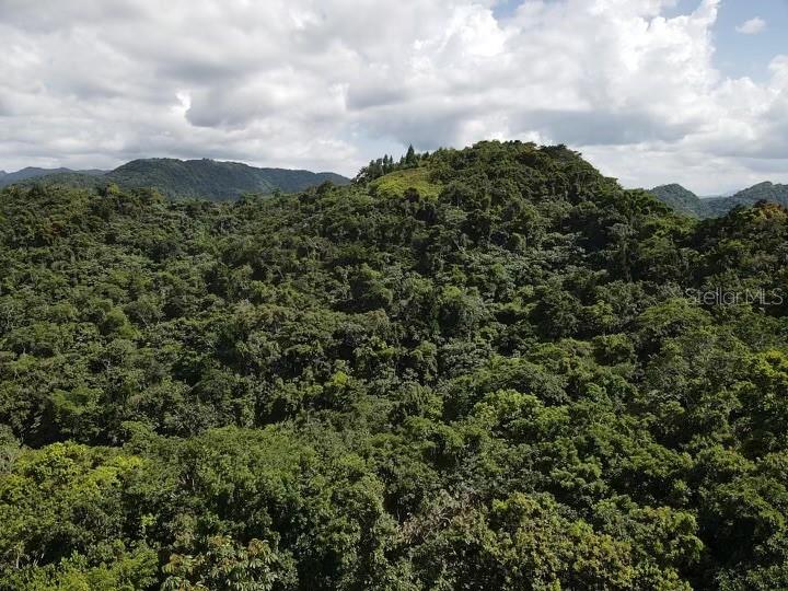 A dense, green forest covers rolling hills under a cloudy sky — Road PR-140 km 34.2 BARRIO DON ALONSO, UTUADO, PR
