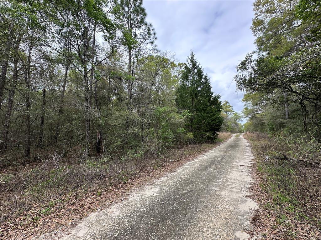 A dirt road winds through a wooded area with dense trees and underbrush — 176 NE 155TH COURT, WILLISTON, FL