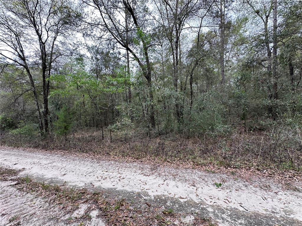A sandy dirt road runs alongside a dense, wooded area with many trees — 176 NE 155TH COURT, WILLISTON, FL