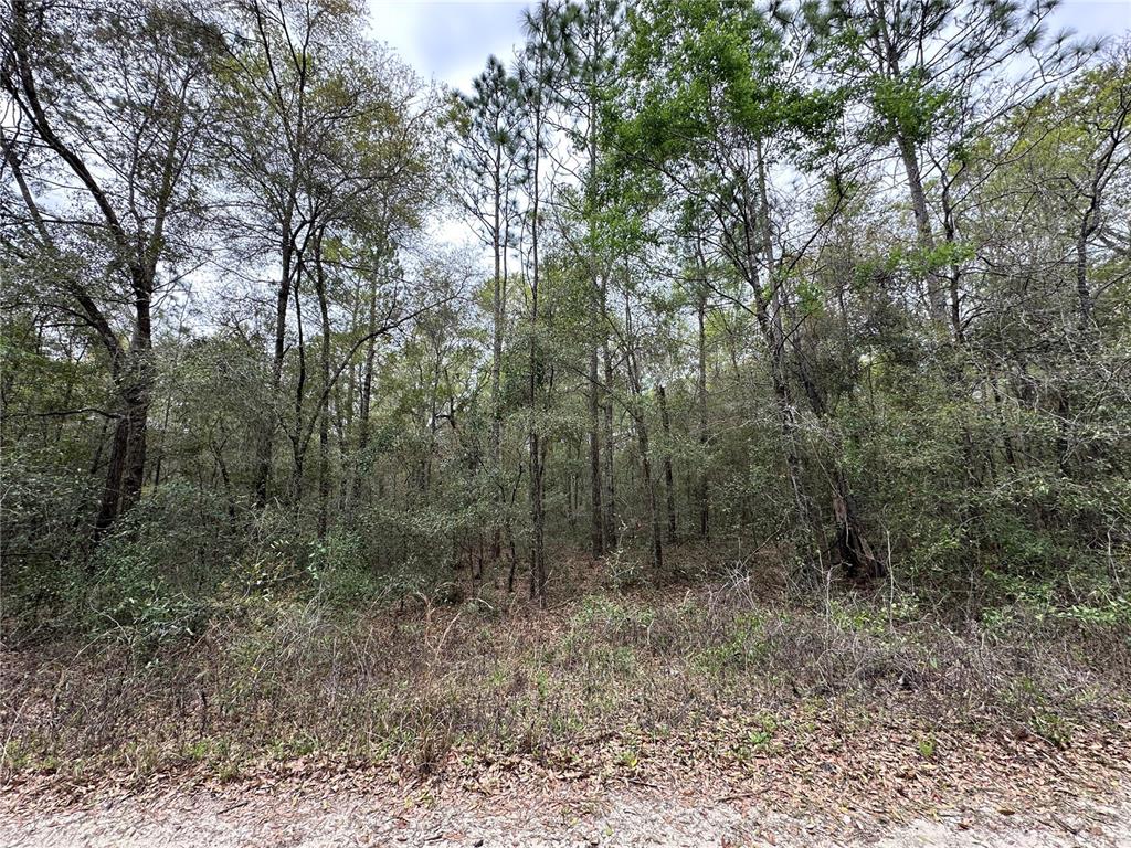 A wooded lot with tall pine trees and dense undergrowth viewed from a dirt road — 176 NE 155TH COURT, WILLISTON, FL