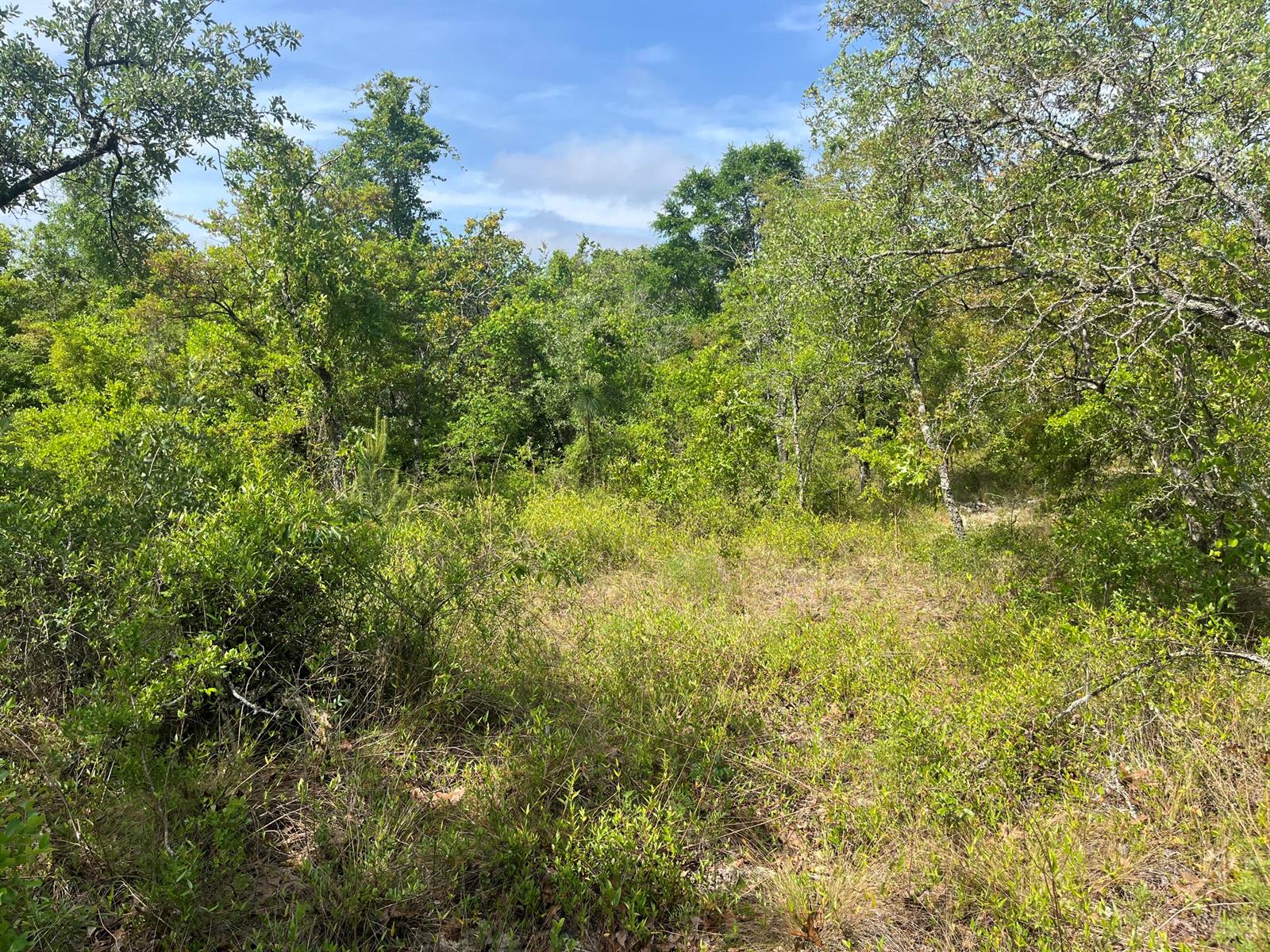A view of a grassy clearing surrounded by dense trees and shrubs under a blue sky — Tbd Rome Avenue, FL 32420, FL