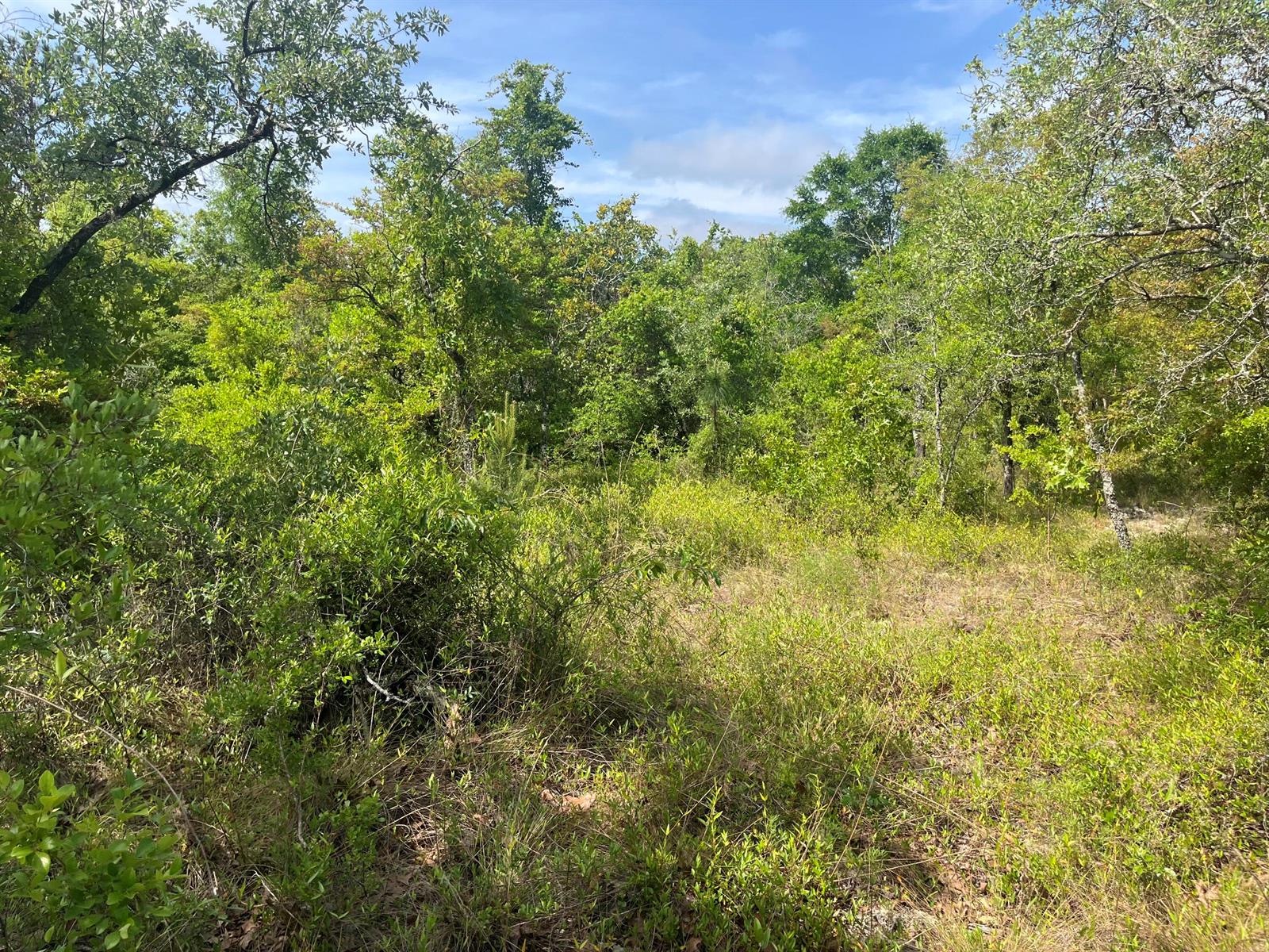 A view of a grassy, wooded lot with dense green trees and shrubs under a sky — Tbd Rome Avenue, FL 32420, FL