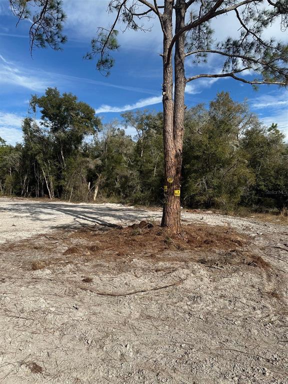 A tall pine tree with yellow markers stands in a cleared, sandy lot — BERRYHILL DRIVE, WEBSTER, FL