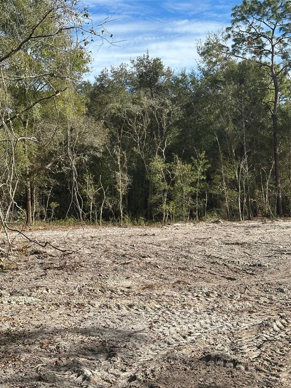 A cleared, sandy lot sits in front of a dense line of mature trees — BERRYHILL DRIVE, WEBSTER, FL