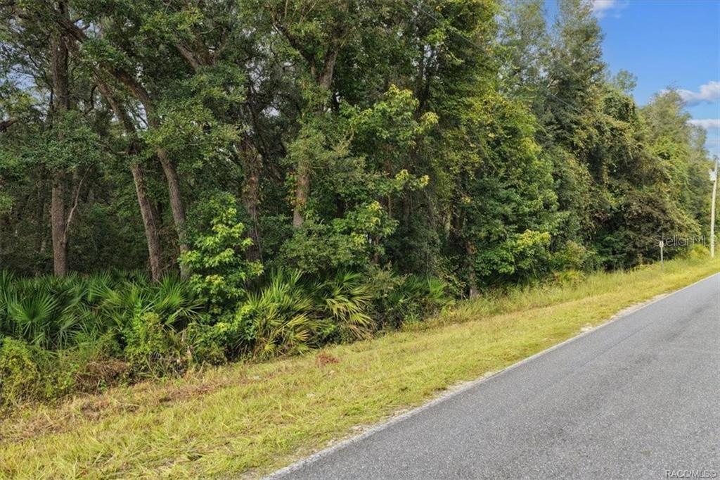 A paved road runs alongside a wooded lot with dense trees and palmetto bushes — 0 NE 206TH AVENUE, OLD TOWN, FL