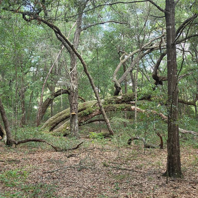 A large, fallen tree trunk lies horizontally across a wooded area with dense forest vegetation — 5967 NE 63RD STREET, SILVER SPRINGS, FL