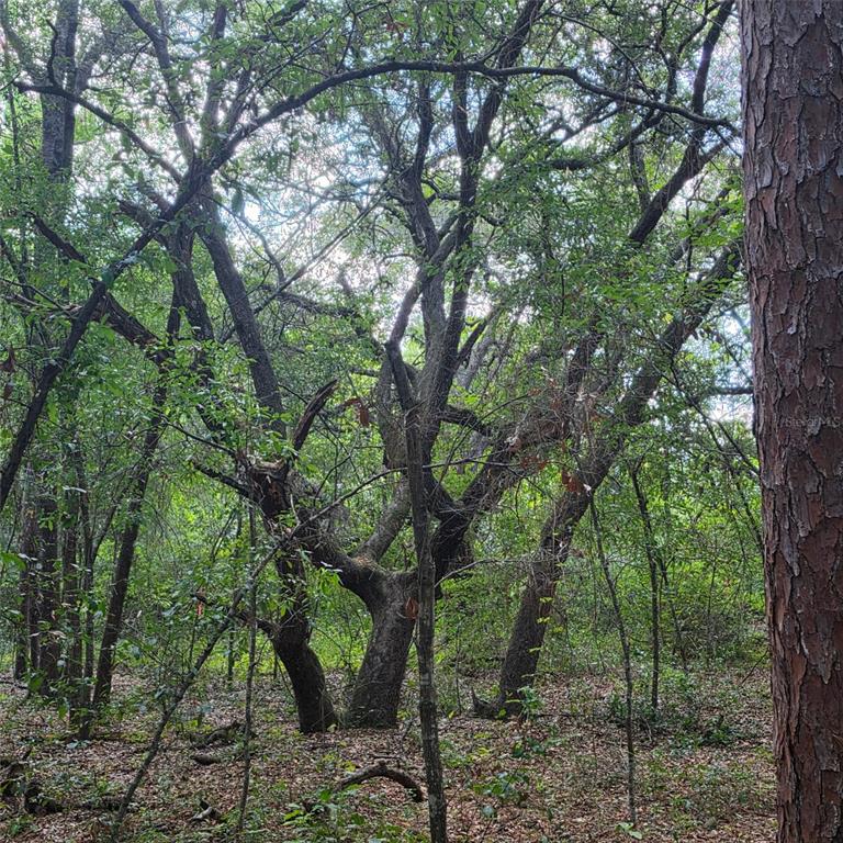 A dense, wooded area features several large, mature trees with textured bark and leafy branches — 5967 NE 63RD STREET, SILVER SPRINGS, FL