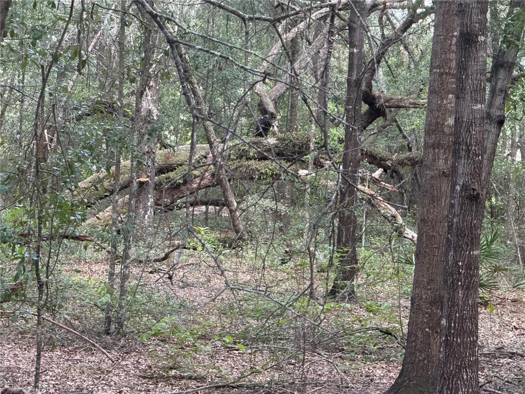 A large, fallen tree trunk lies horizontally within a dense, wooded forest area — 5967 NE 63RD STREET, SILVER SPRINGS, FL