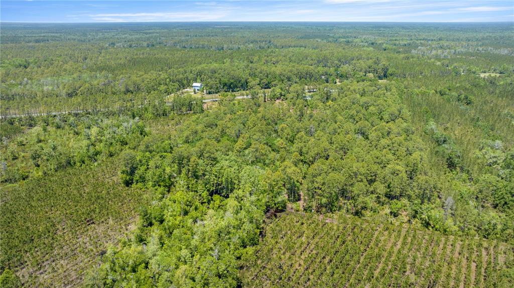 An aerial view shows a large, wooded plot of land with a single house nearby — 1351 SW STATE ROAD 24, CHIEFLAND, FL