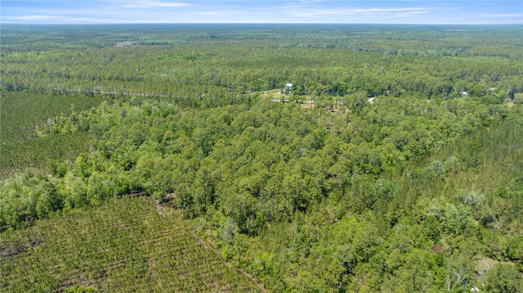 An aerial view shows a large, wooded plot of land with a small house nearby — 1351 SW STATE ROAD 24, CHIEFLAND, FL
