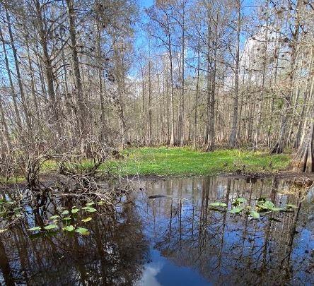 A view of a swampy area with bare trees reflecting in the dark water — N/A, LAKE WALES, FL