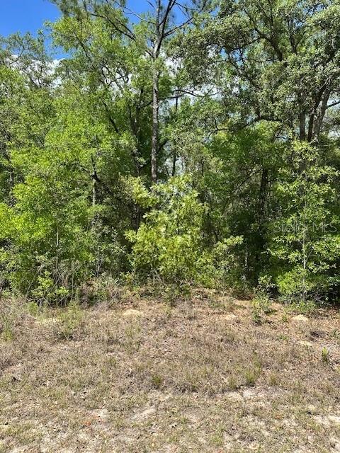 A view of a wooded lot with trees and brush under a clear blue sky — 2235 W SUMMER PLACE, DUNNELLON, FL