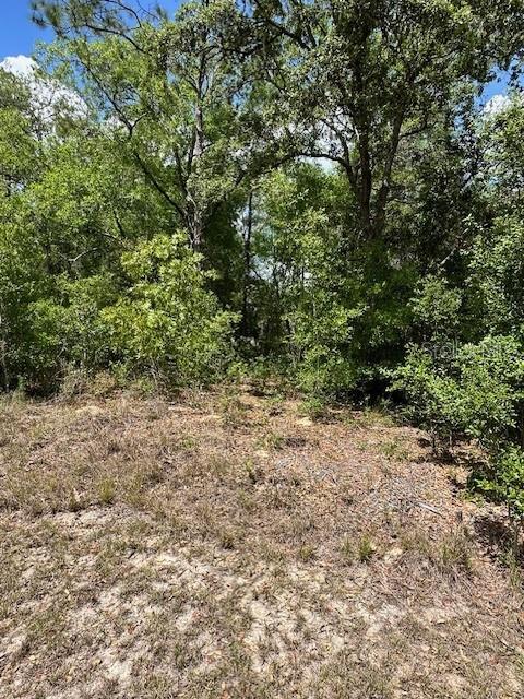 A view of a sandy, partially cleared lot surrounded by dense trees and vegetation — 2235 W SUMMER PLACE, DUNNELLON, FL