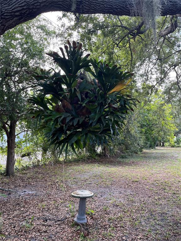 A large staghorn fern hangs from a tree branch above a small stone birdbath — 903 ANDERSON ROAD, NOKOMIS, FL