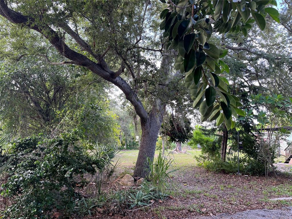 A large, mature oak tree stands in a grassy yard surrounded by dense foliage — 903 ANDERSON ROAD, NOKOMIS, FL