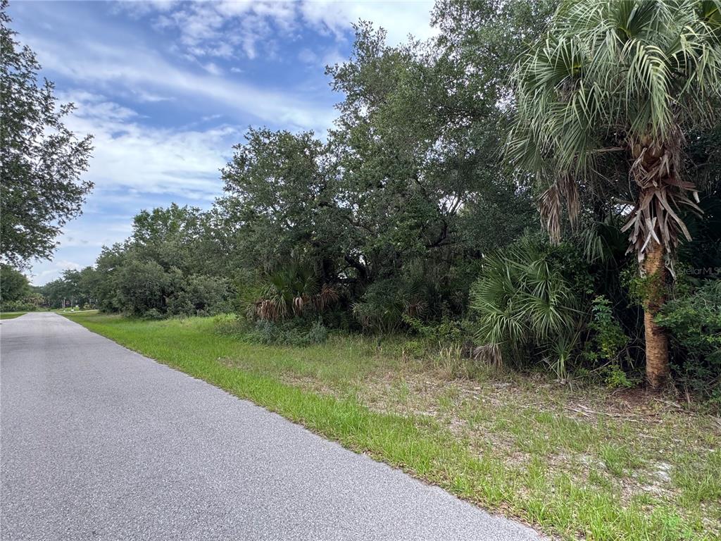 A paved road runs alongside a wooded lot with dense trees and palm plants — 318 LEONA STREET, PORT CHARLOTTE, FL