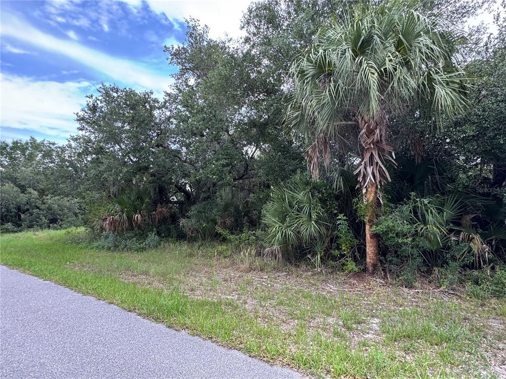 A paved road runs alongside a wooded lot with a palm tree and dense vegetation — 318 LEONA STREET, PORT CHARLOTTE, FL